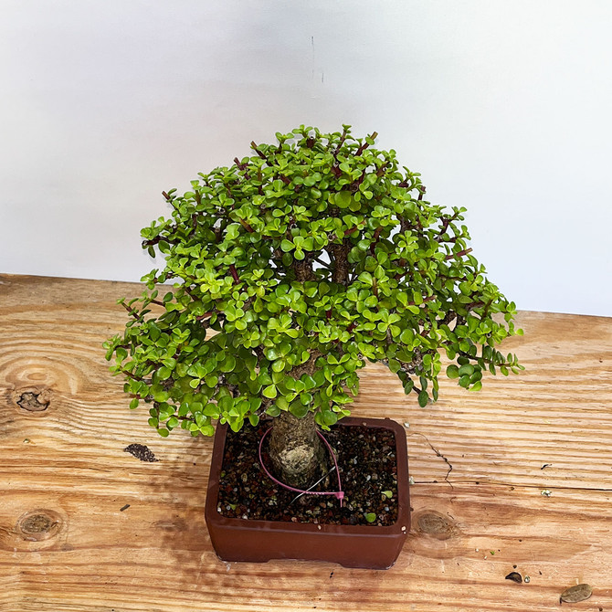 Frank Yee Cork Bark Dwarf Jade 'Portulacara afra' in a Yixing Ceramic Pot No. 11175