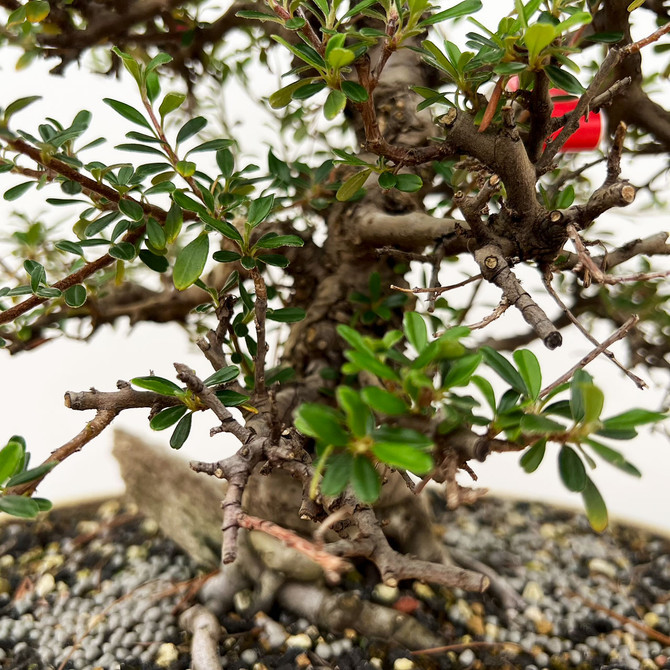 45+ Year Old Cotoneaster in a Handmade Ceramic Walsall Studio Container No. 34