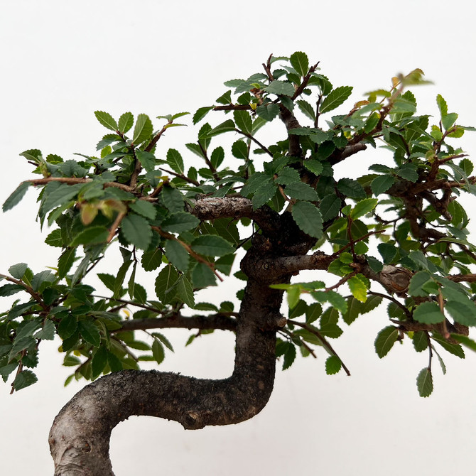 Imported bonsai Chinese Elm in a Blue Glaze Ceramic Pot (No. 12560)