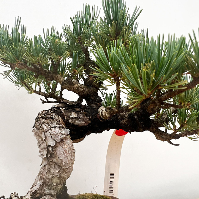 Imported Japanese White Pine "Five Needle" In Ceramic Yixing Pot (No. 9578)