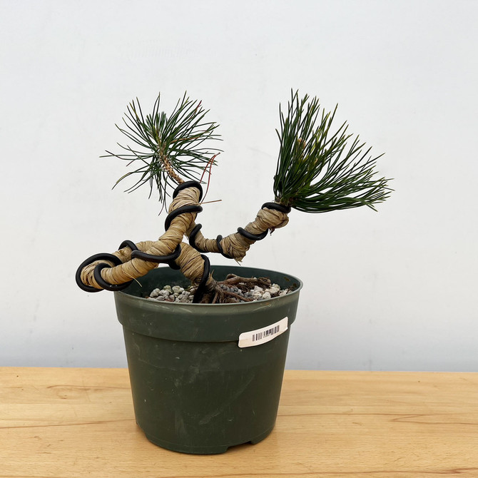 Twisted Japanese Black Pine Cuttings from Comstock (No. 9915)