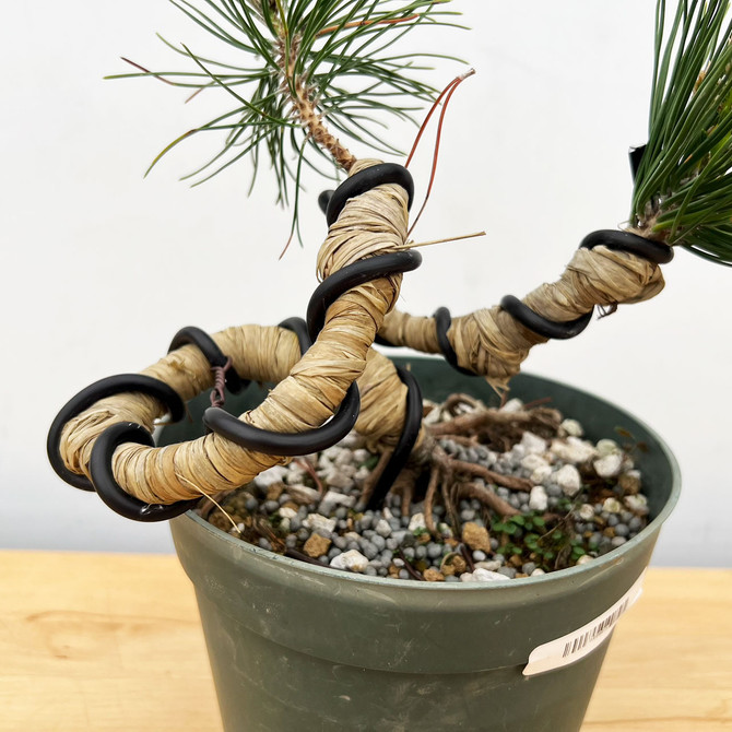 Twisted Japanese Black Pine Cuttings from Comstock (No. 9915)