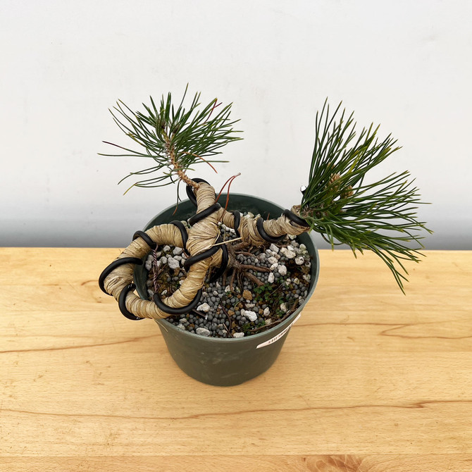 Twisted Japanese Black Pine Cuttings from Comstock (No. 9915)