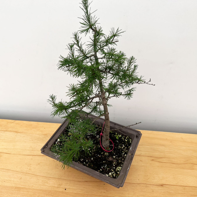 Pre-Bonsai Collected American Larch In a training Pot No. 17611