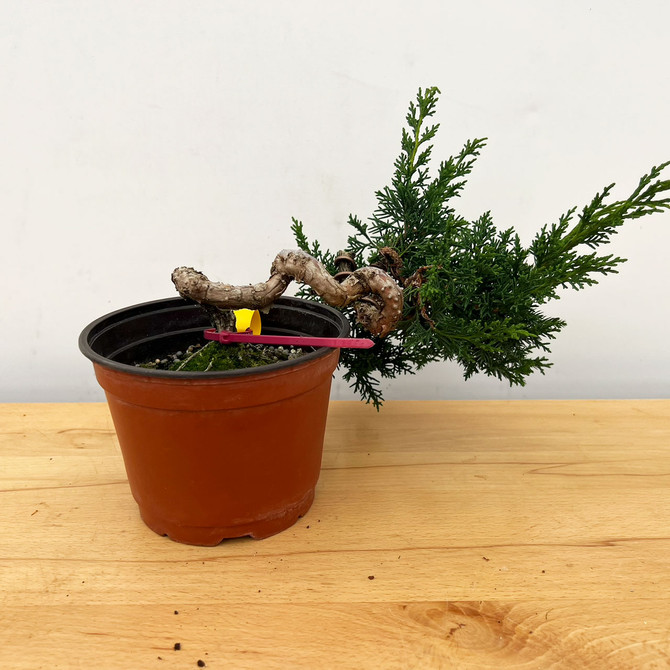 Semi-Styled Pre-Bonsai Shimpaku 'kishu' in a Plastic Grow Pot (No. 10974)