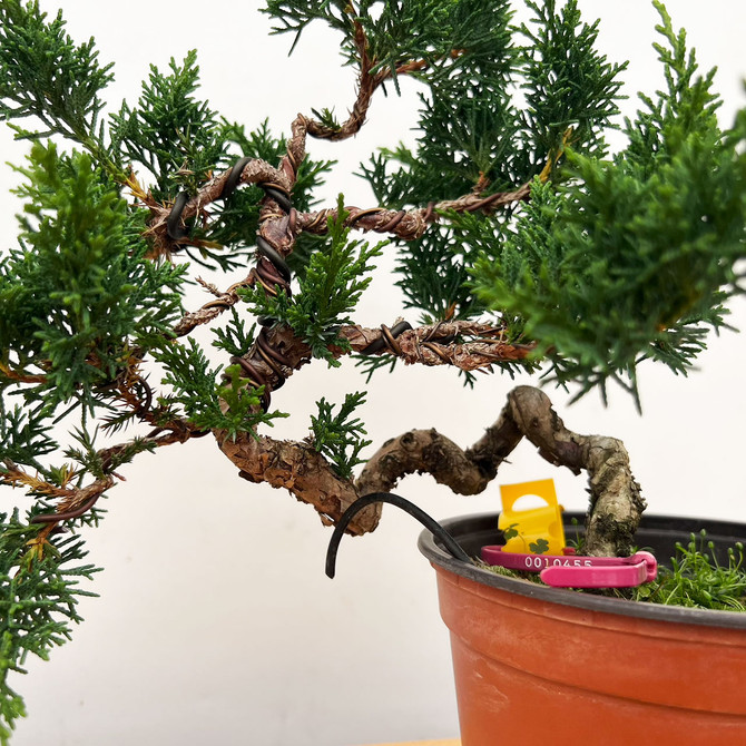 Semi-Styled Pre-Bonsai Shimpaku 'kishu' in a Plastic Grow Pot (No. 10455)