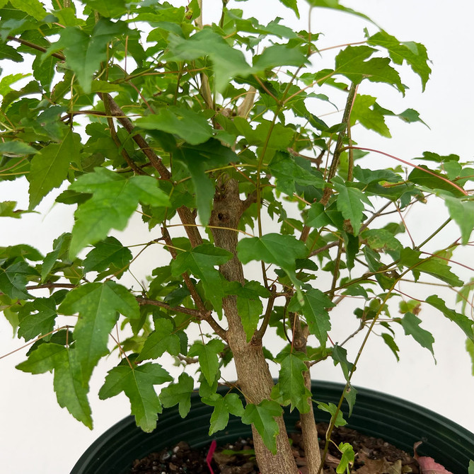 10+ Year Old Trident Maple In a training Pot No. 17008