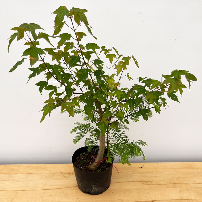 10+ Year Old Trident Maple In a training Pot No. 17296