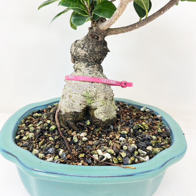 Ficus Microcarpa 'Ginseng' in Japanese Glazed Ceramic Pot (No. 11880)