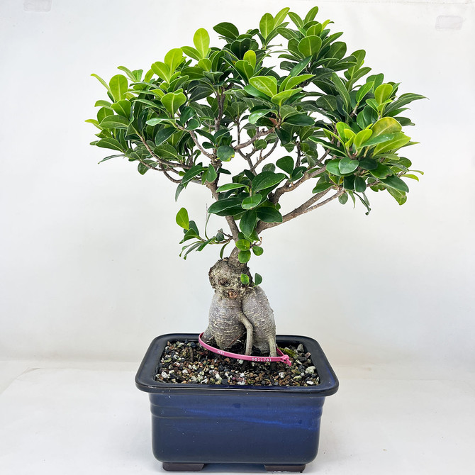 Ficus Microcarpa 'Ginseng' in Japanese Glazed Ceramic Pot (No. 11781)