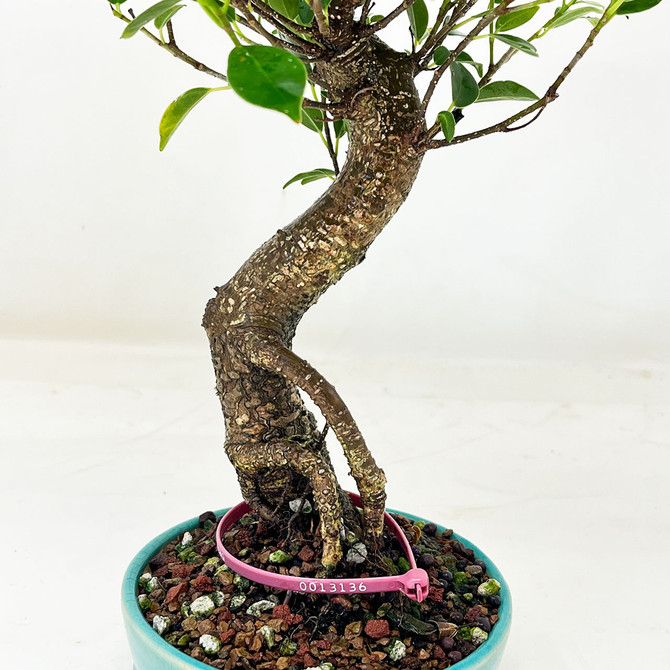 Imported S-Curve Tiger Bark Ficus with great Branching in a Yixing Ceramic Pot No. 13136