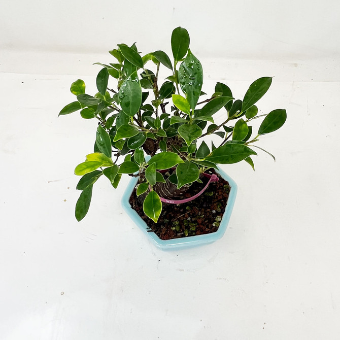 Imported S-Curve Tiger Bark Ficus with great Branching in a Yixing Ceramic Pot No. 12782