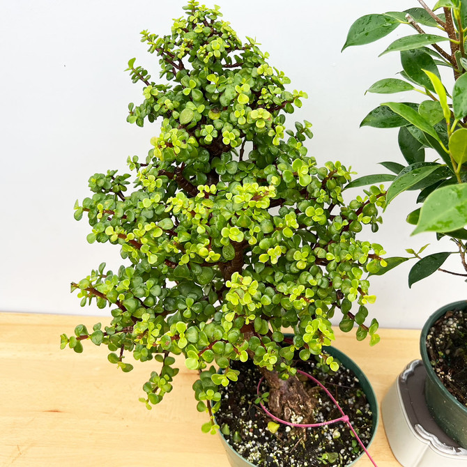 2pc Tropical Pre-Bonsai Includes, Tiger Bark, and Mini Jade - SHIPPING INCLUDED