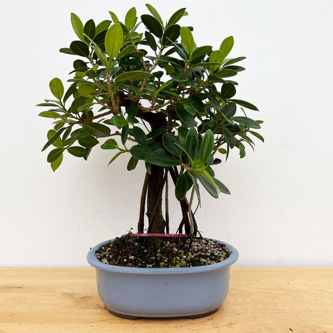 Green Island Ficus with Air Roots in a Glazed Japanese Ceramic Pot (No. 11763)