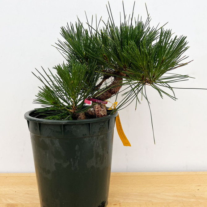 Seed Grown Shohin Japanese Black Pine 'Mikawa' No. 10569