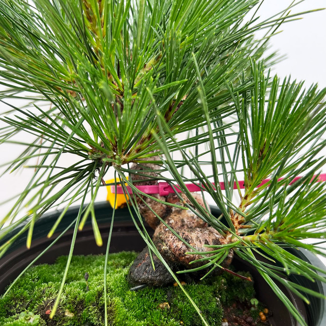 Seed Grown Shohin Japanese Black Pine 'Mikawa' No. 10569