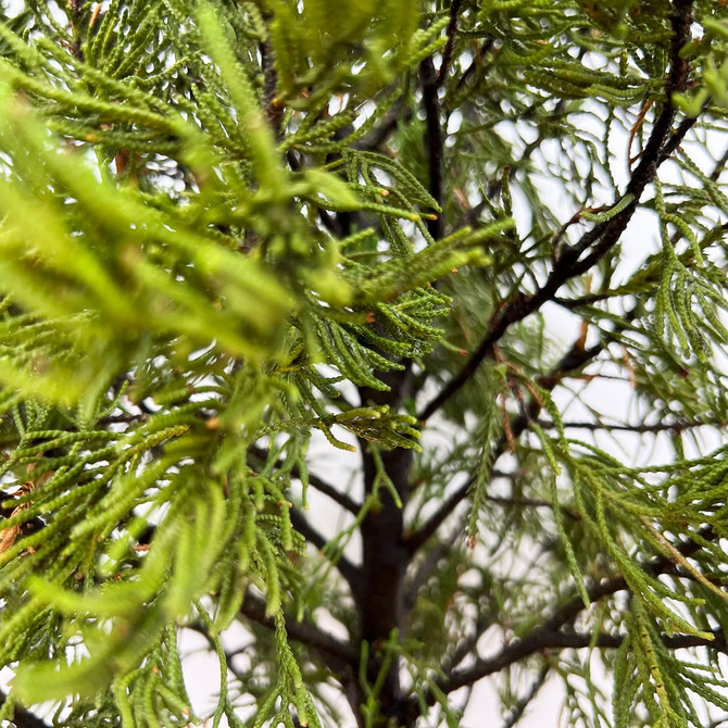 Hollywood Juniper with great Branching in a grow pot (No. 12838)