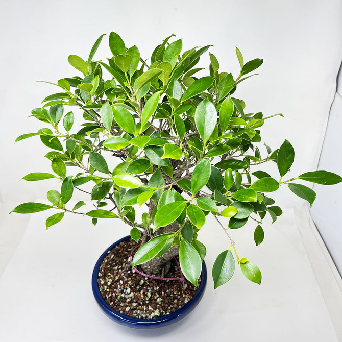 Imported S-Curve Tiger Bark Ficus with great Branching in a Japanese Ceramic Pot No. 12847