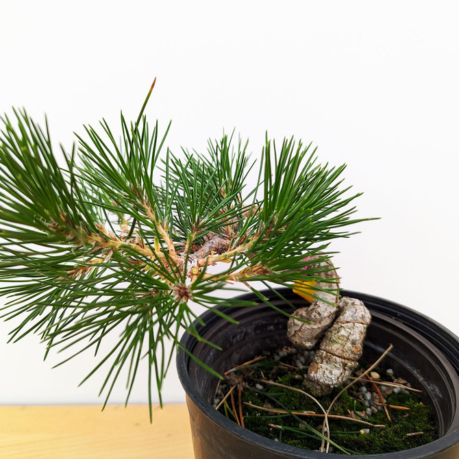 Seed Grown Shohin Japanese Black Pine 'Mikawa' No. 10516
