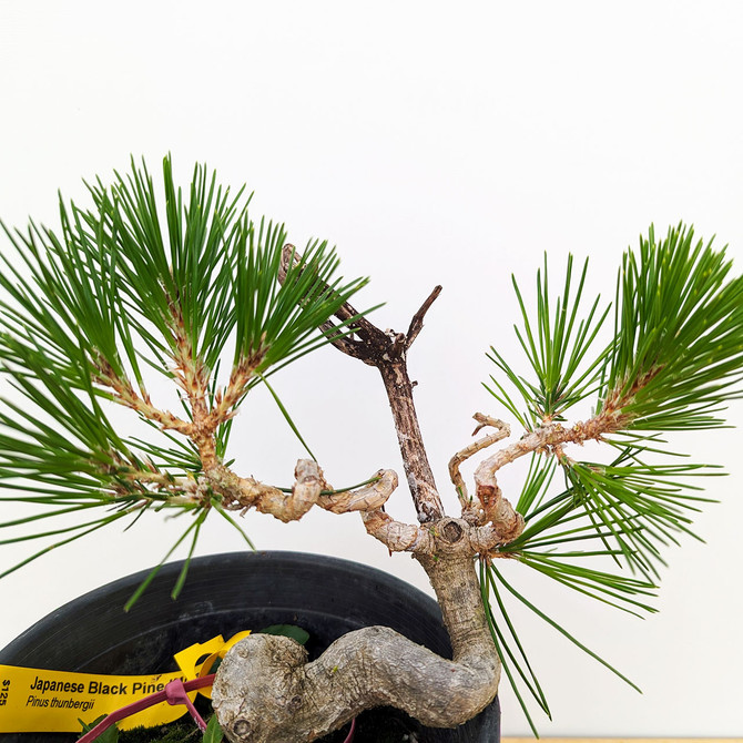 Seed Grown Shohin Japanese Black Pine 'Mikawa' No. 10899
