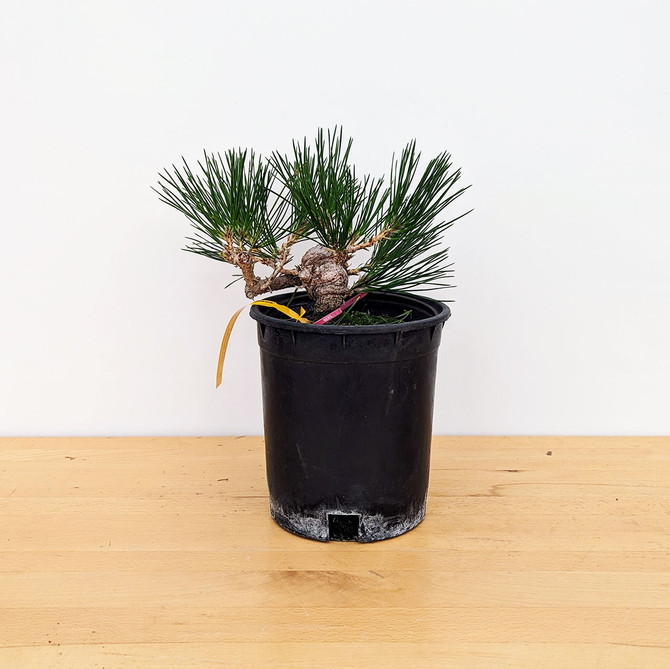 Seed Grown Shohin Japanese Black Pine 'Mikawa' No. 10887