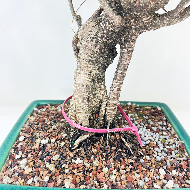 Imported Broom Style Tiger Bark Ficus with Air Roots, in a Yixing Ceramic pot Pot (No. 13272)