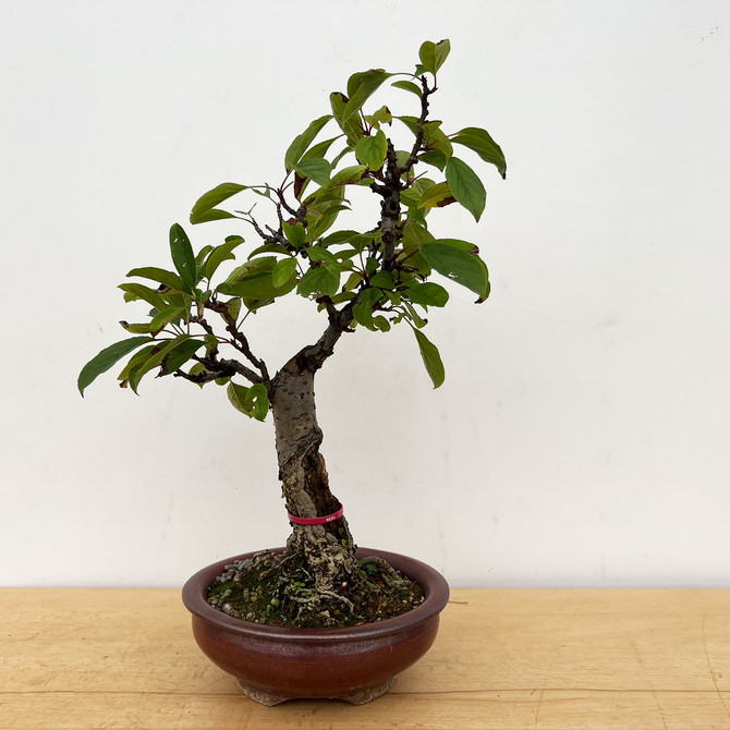 Apple Bonsai 'malus' in a Rare Richard Robinson Ceramic Pot (No. 17266)