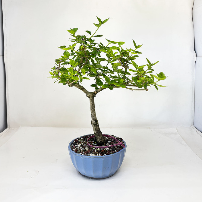 Yellow Flowering Lantana Tree In a Glazed Japanese Ceramic Pot No. 13460