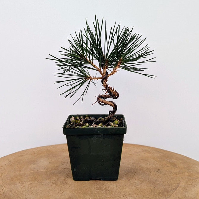 Styled Japanese Black Pine from a Seedling Cutting 