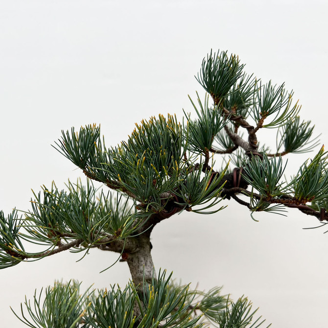 Imported Japanese White Pine "Five Needle" In Ceramic Pot (No. 12671)