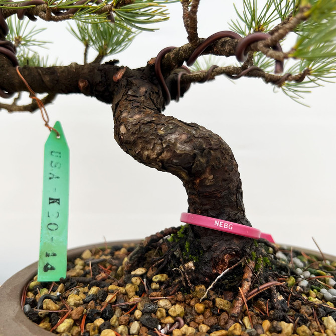 Imported Japanese White Pine "Five Needle" In Ceramic Pot (No. 12873)