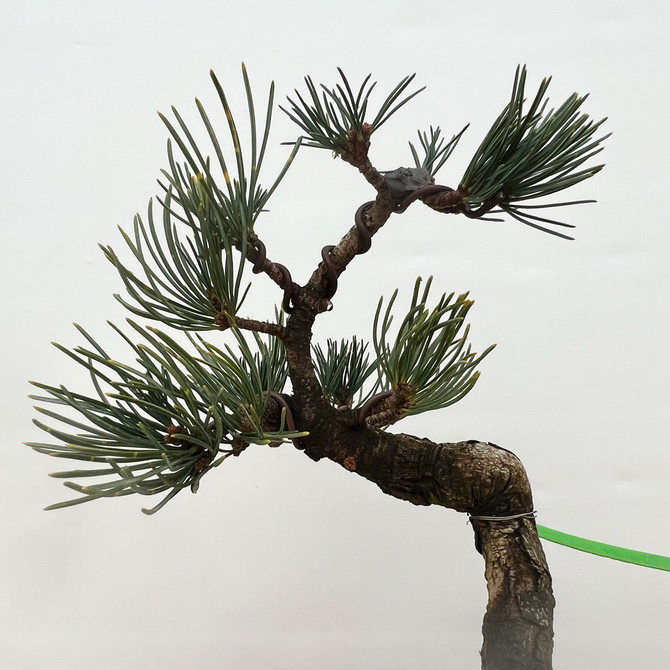 Imported Japanese White Pine "Five Needle" In Ceramic Pot (No. 12941)