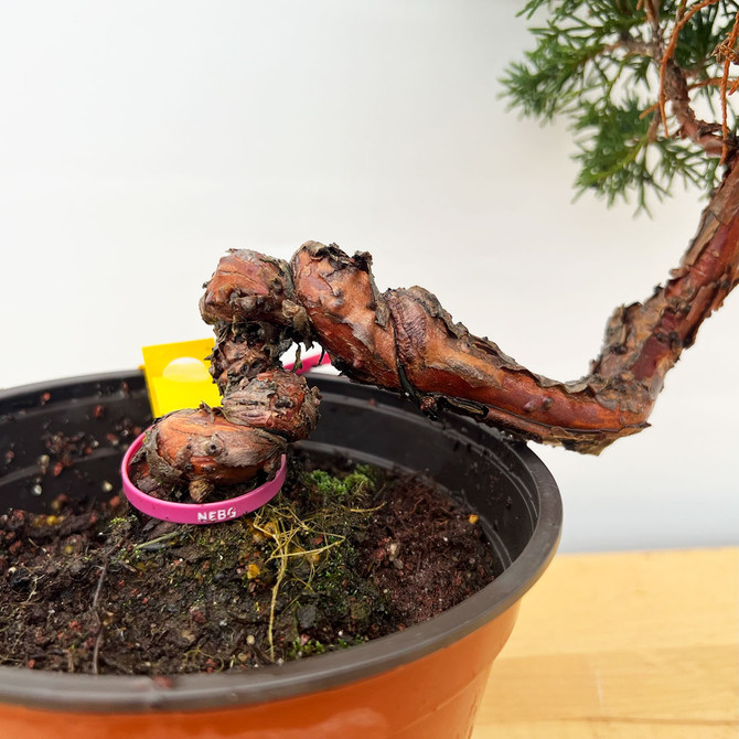 Un-Styled Pre-Bonsai Shimpaku 'kishu' in a Plastic Grow Pot (No. 10380)