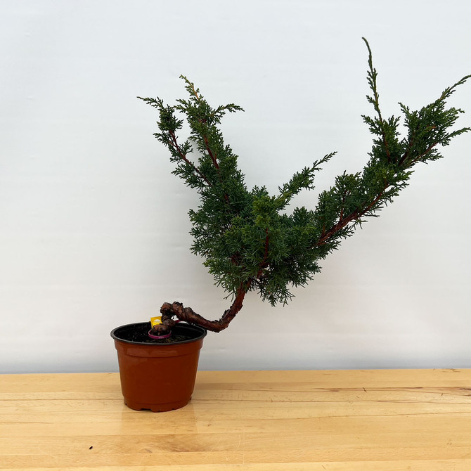 Un-Styled Pre-Bonsai Shimpaku 'kishu' in a Plastic Grow Pot (No. 10380)