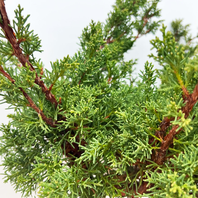 Un-Styled Pre-Bonsai Shimpaku 'kishu' in a Plastic Grow Pot (No. 10192)