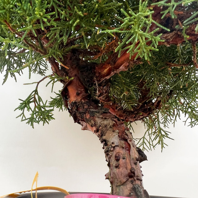 Un-Styled Pre-Bonsai Shimpaku 'kishu' in a Plastic Grow Pot (No. 10192)