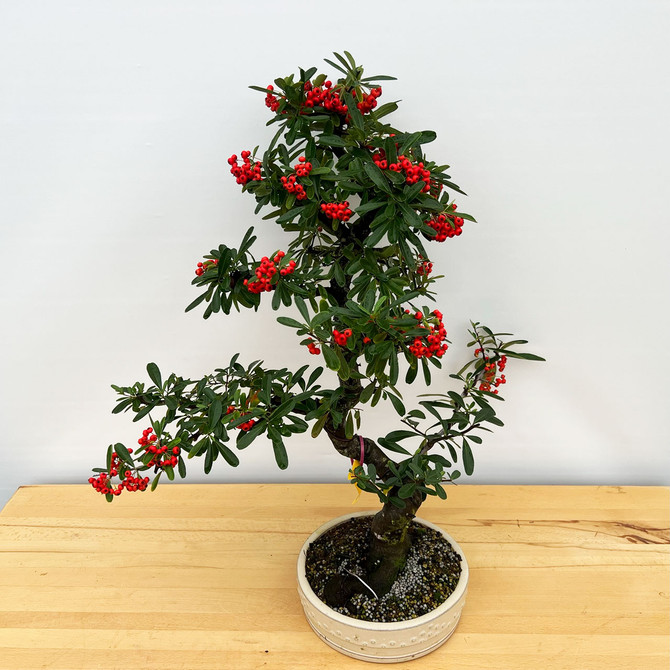 Old and Mature Pyracantha (Firethorn) with Beautiful Berries in a Glazed Ceramic Pot (No. 10305) 