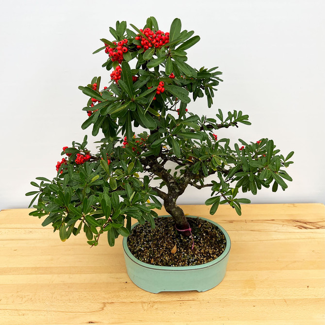 Old and Mature Pyracantha (Firethorn) with Beautiful Berries in a Glazed Ceramic Pot (No. 10427) 