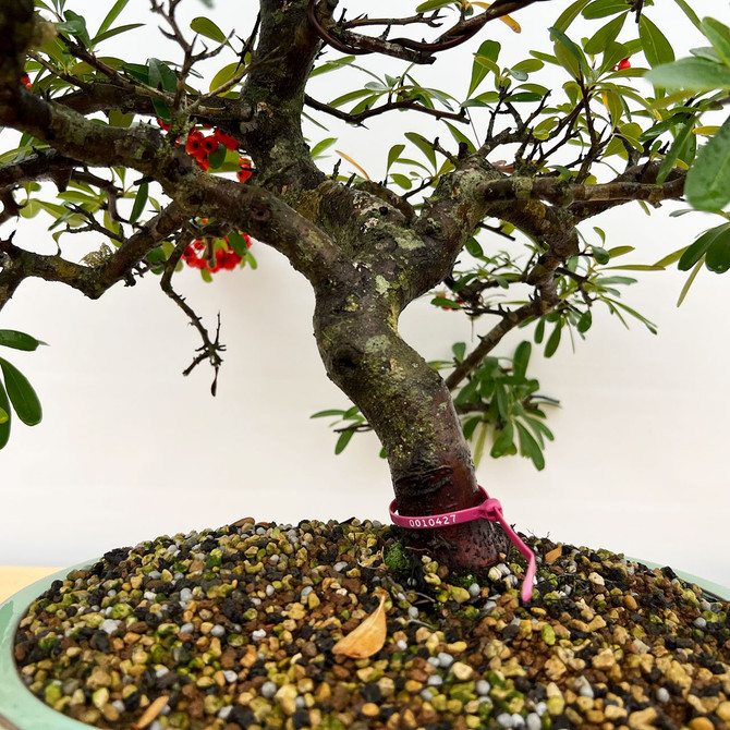 Old and Mature Pyracantha (Firethorn) with Beautiful Berries in a Glazed Ceramic Pot (No. 10427) 