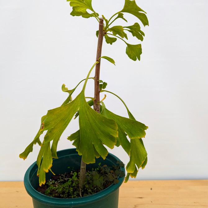 Ginkgo Pre-Bonsai in a Plastic Grow Pot (No. 9970)