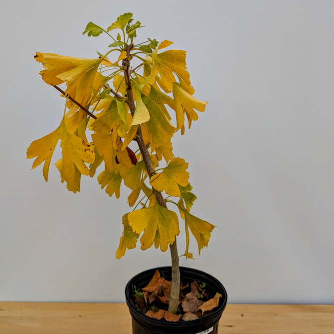 Ginkgo Pre-Bonsai in a Plastic Grow Pot (No. 9966)