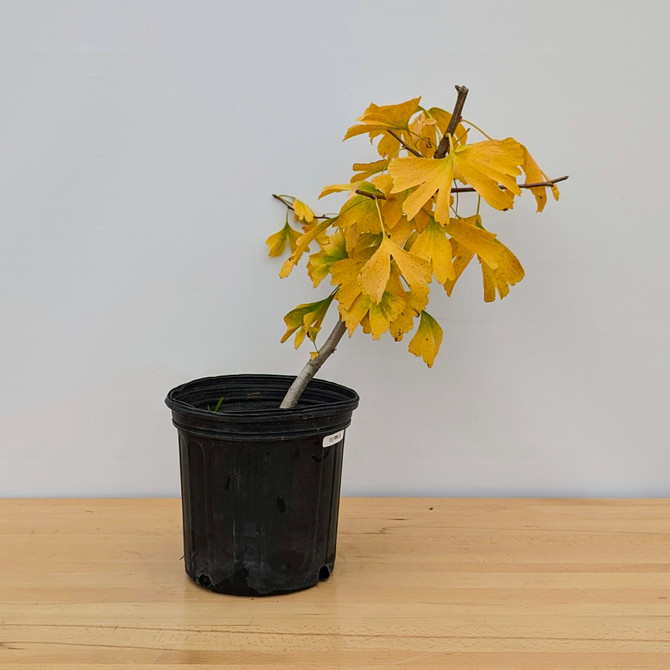 Ginkgo Pre-Bonsai in a Plastic Grow Pot (No. 9965)