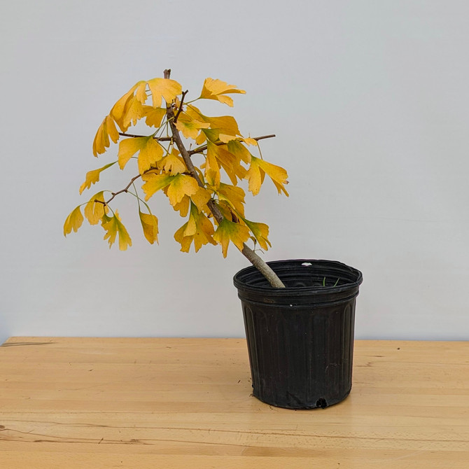 Ginkgo Pre-Bonsai in a Plastic Grow Pot (No. 9965)
