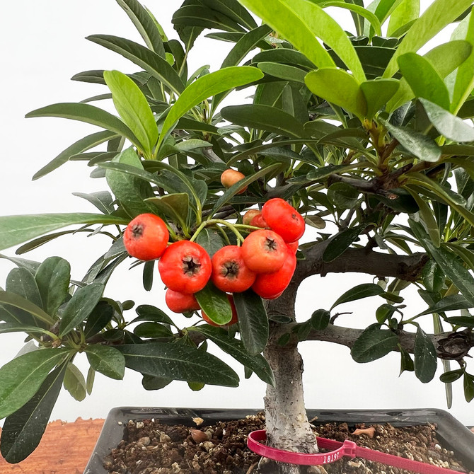  Shohin Pyracantha (Firethorn) with Beautiful Berries in a Glazed Ceramic Pot (No. 18951) 