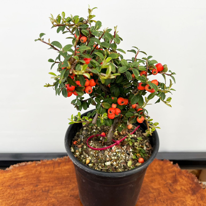 Pre-Bonsai Cotoneaster  with Beautiful Berries in a Grow Pot (No. 18867) 