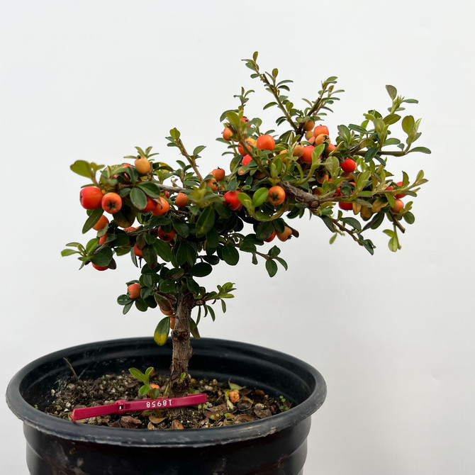 Pre-Bonsai Cotoneaster  with Beautiful Berries in a Grow Pot (No. 18958) 