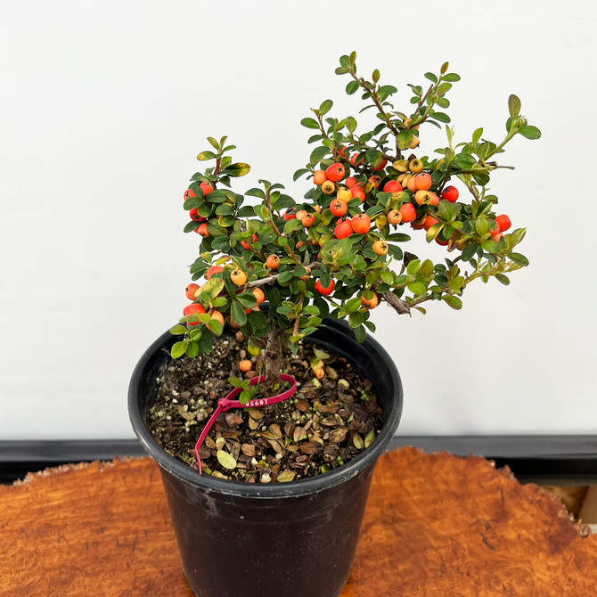 Pre-Bonsai Cotoneaster  with Beautiful Berries in a Grow Pot (No. 18958) 