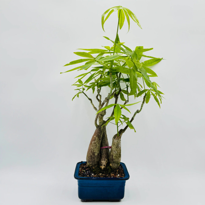 Previously Twisted Money Tree is Japanese Glazed Ceramic Pot