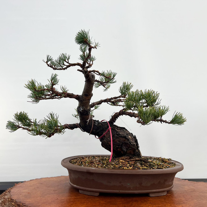 Imported Japanese White Pine "Five Needle" In a Ceramic Pot (No. 12192)