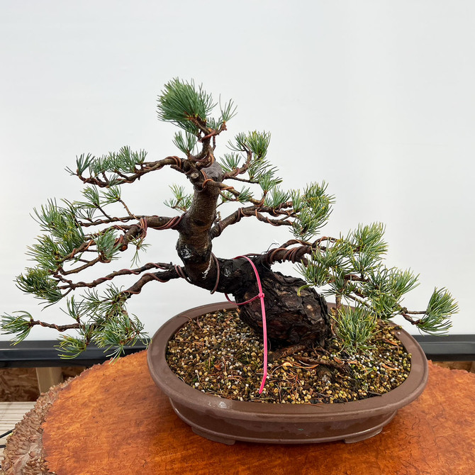 Imported Japanese White Pine "Five Needle" In a Ceramic Pot (No. 12192)